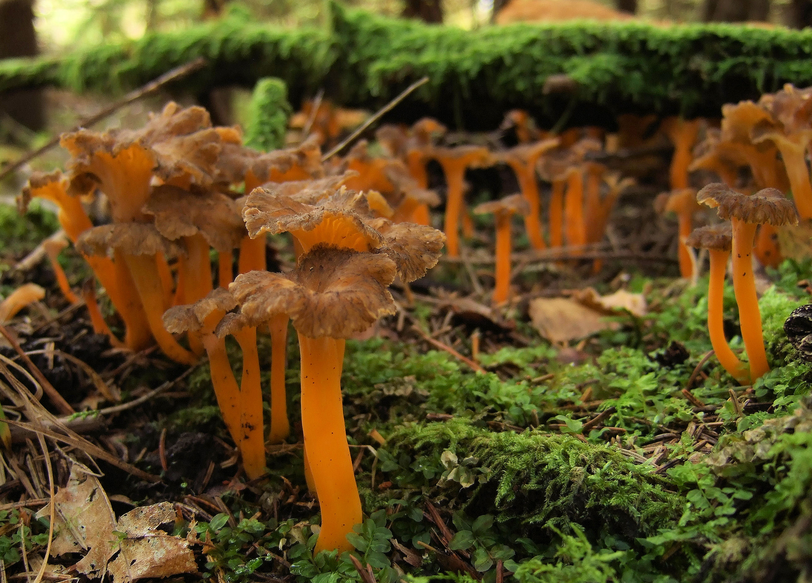 Как выглядят гриб фото. Лисичка желтеющая (Craterellus lutescens). Cantharellus lutescens. Cantharellus cibarius - Лисичка. Cantharellus subalbidus.